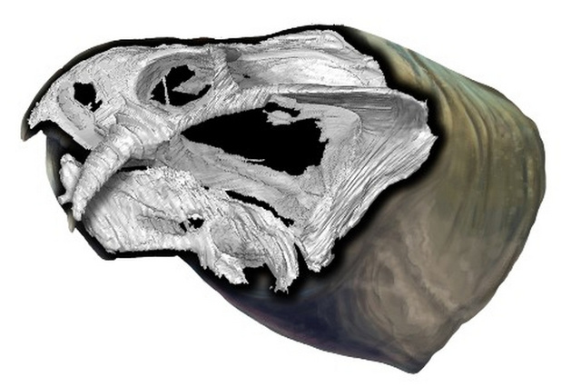3D-animációval alkották meg az ősi fosszília alapján az állat koponyájának képét