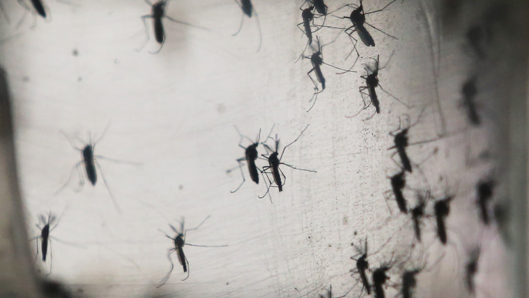 Szúnyogok terjesztik az újabb kórt Európában