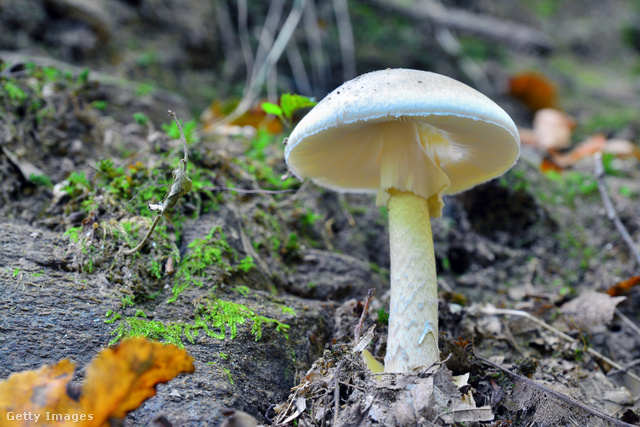 A hazai erdők veszélyes élőlénye összetéveszthető más, ehető gombákkal