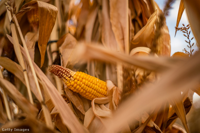 A génmódosított élelmiszerek, így a kukorica megítélése is ellentmondásos