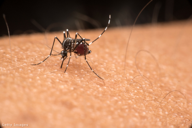 Egzotikus betegségeket terjesztenek a szúnyogok, egyre több van belőlük Európában
