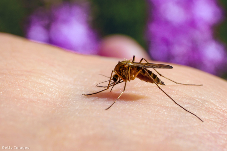 Egy házi szúnyog (Culex pipiens) lakmározik a gazdatest véréből