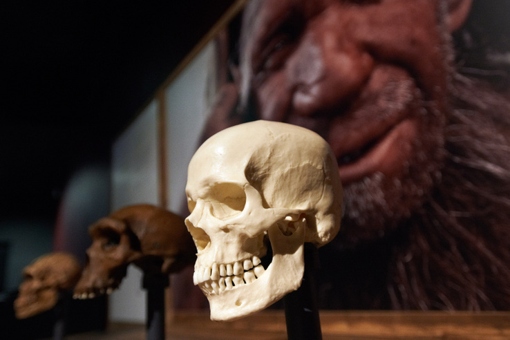 Megfejtették a 7500 éves koponya titkát, évtizedekig tévúton járt a tudomány
