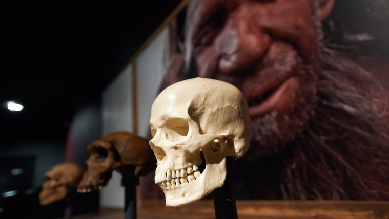 Megfejtették a 7500 éves koponya titkát, évtizedekig tévúton járt a tudomány