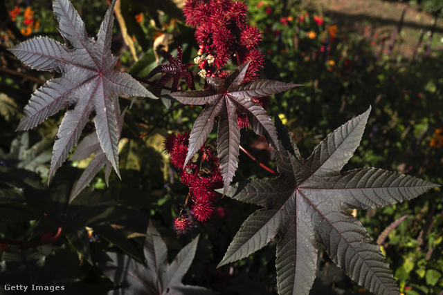 A ricinus egyike a világ legveszélyesebb növényeinek