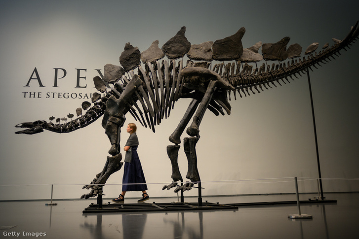 Emberek nézegetnek egy gyakorlatilag teljes Stegosaurus-fosszíliát, Apexet a Sotheby's kiállításon 2024. július 10-én New Yorkban