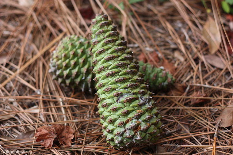 800px-Pinus taeda cones