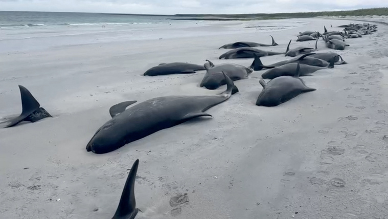 Az évszázad tömeges partra vetődése Skóciánál, 77 delfin pusztult el