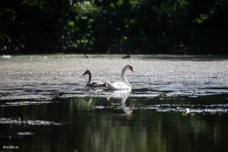 Tisza-tó. (Fotó: Kaszás Tamás / Index)