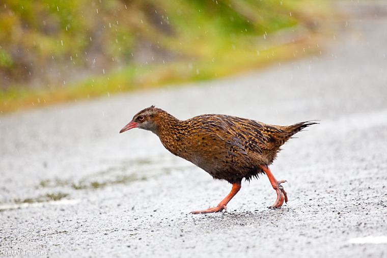 Weka. (Fotó: Dirschl / Getty Images Hungary)