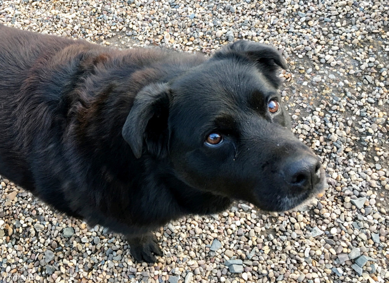 Mark Allen elmesélte, hogy keverék collie kutyája, Jessie, furcsán kezdett viselkedni – bökdöste, kaparászta, és szinte el sem mozdult mellőle a diagnózist megelőző hónapokban. (Fotó: Get A-Head / SWNS / Northfoto)