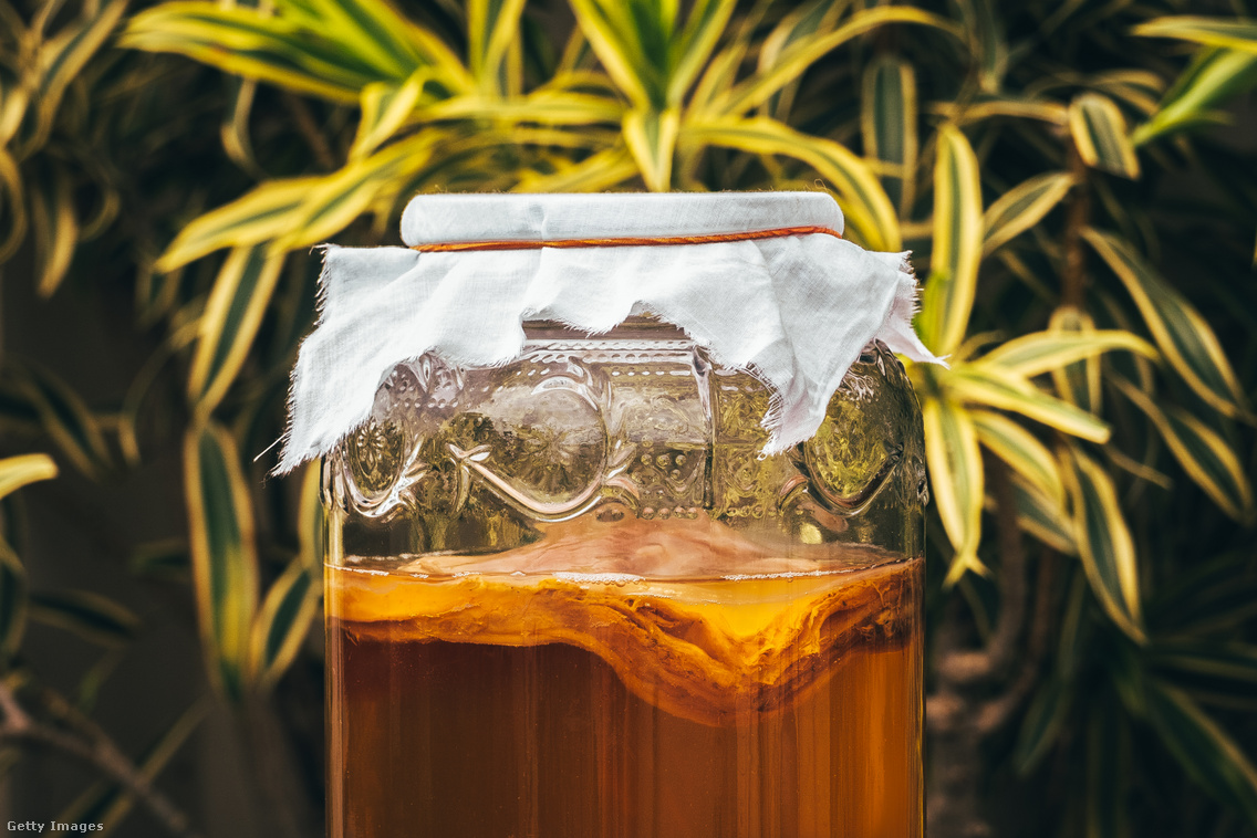 kombucha