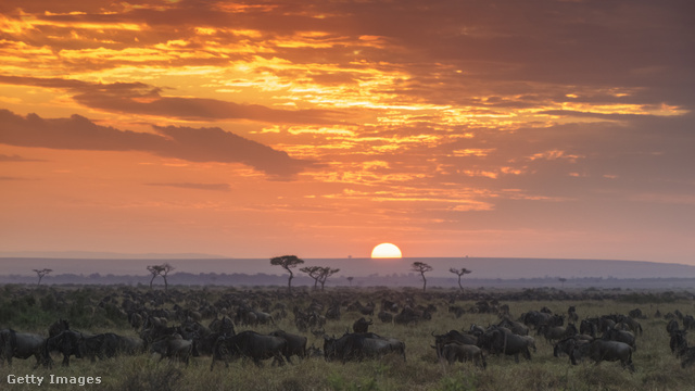 A Simbakubwa, a világ legnagyobb ragadozója a mai Kenya területén volt őshonos