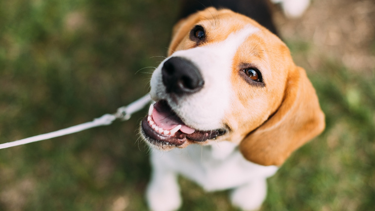 6 dolog, amit csak a beagle-ök gazdái érthetnek igazán