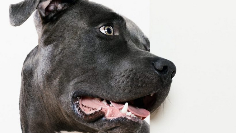 6 ok, ami miatt a kutya egyfolytában a falat bámulja