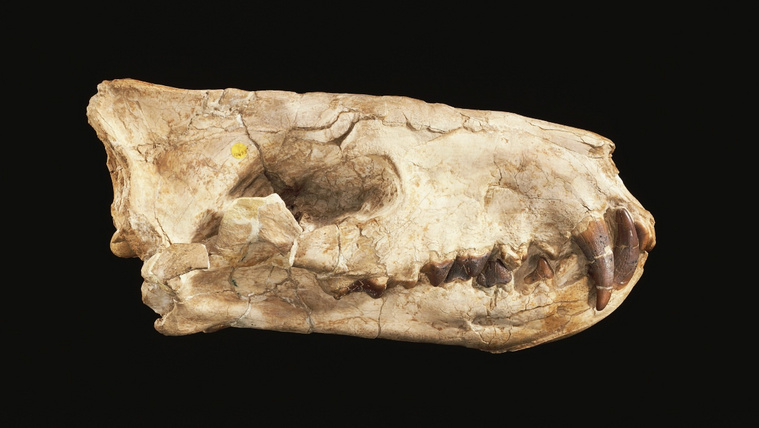 Így nézhetett ki a világ legnagyobb ragadozója, a Simbakubwa „oroszlán”