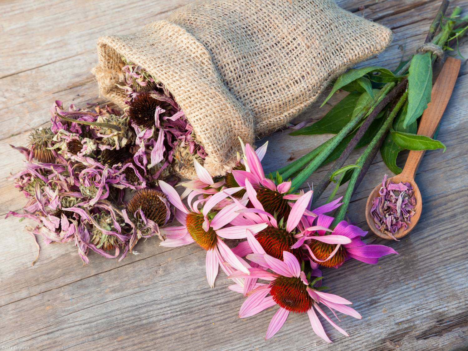 A bíbor kasvirág (Echinacea) fertőtlenítő hatású gyógynövény, mely erősíti a szöveteket, és védi a fogíny egészségét. Teaként vagy tinktúraként is használatod, gargarizálj vele naponta, hogy erősítsd a fogínyt, és csökkentsd a szájban lévő fertőzések kockázatát.