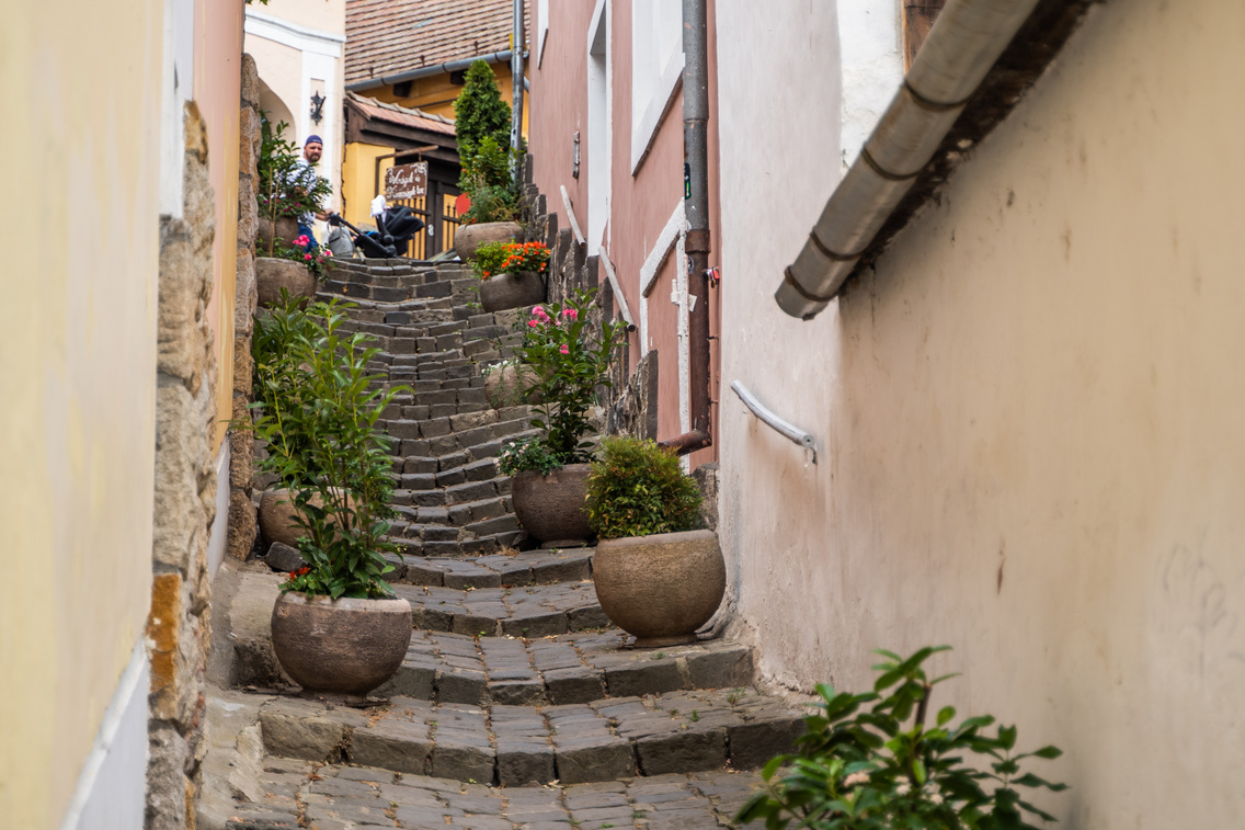 szentendre 2024.07.21 bodorkosmate-09249