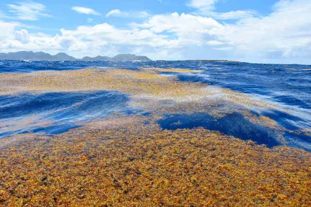 Hatalmas mezőkben borítja a tengert a sargassum