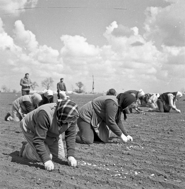 A hungarikumként külföldön is híres makói hagyma termesztése komoly múltra tekint vissza