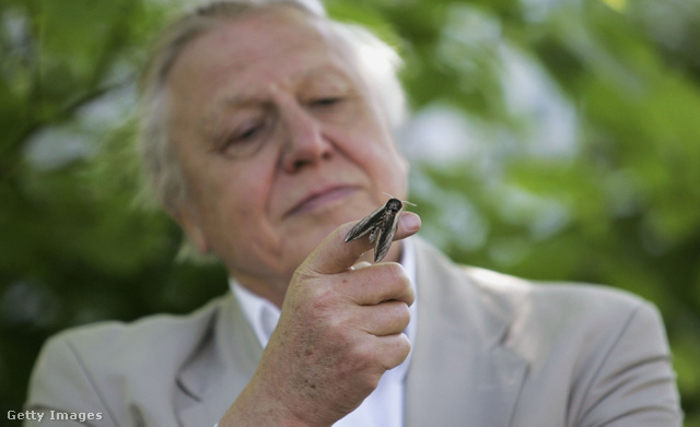 David Attenborough egész életét a tévének szentelte