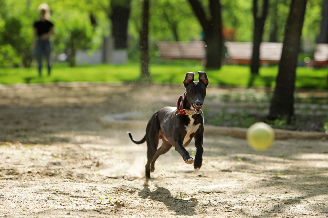 Dog park in the City Park