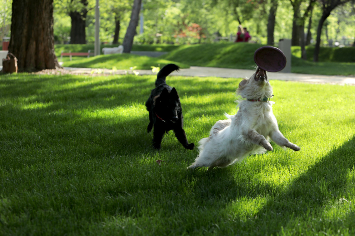 Dog park in the City Park