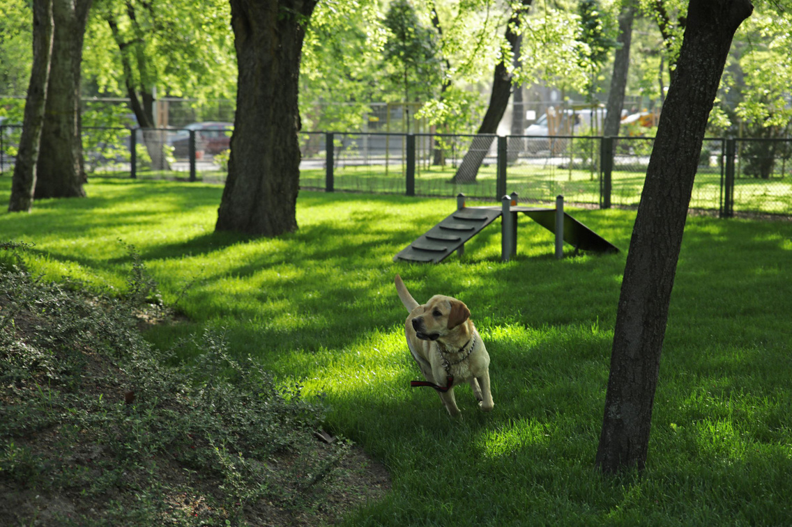 Dog park in the City Park