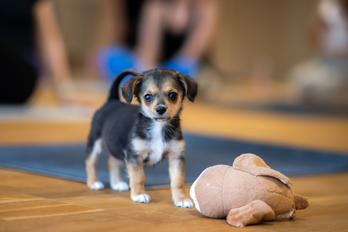 Puppy yoga