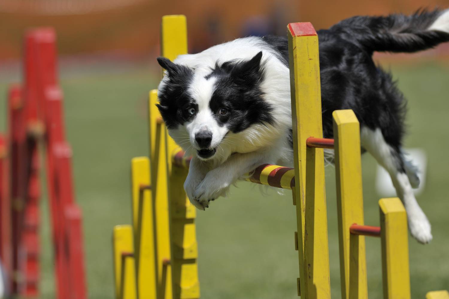 agility