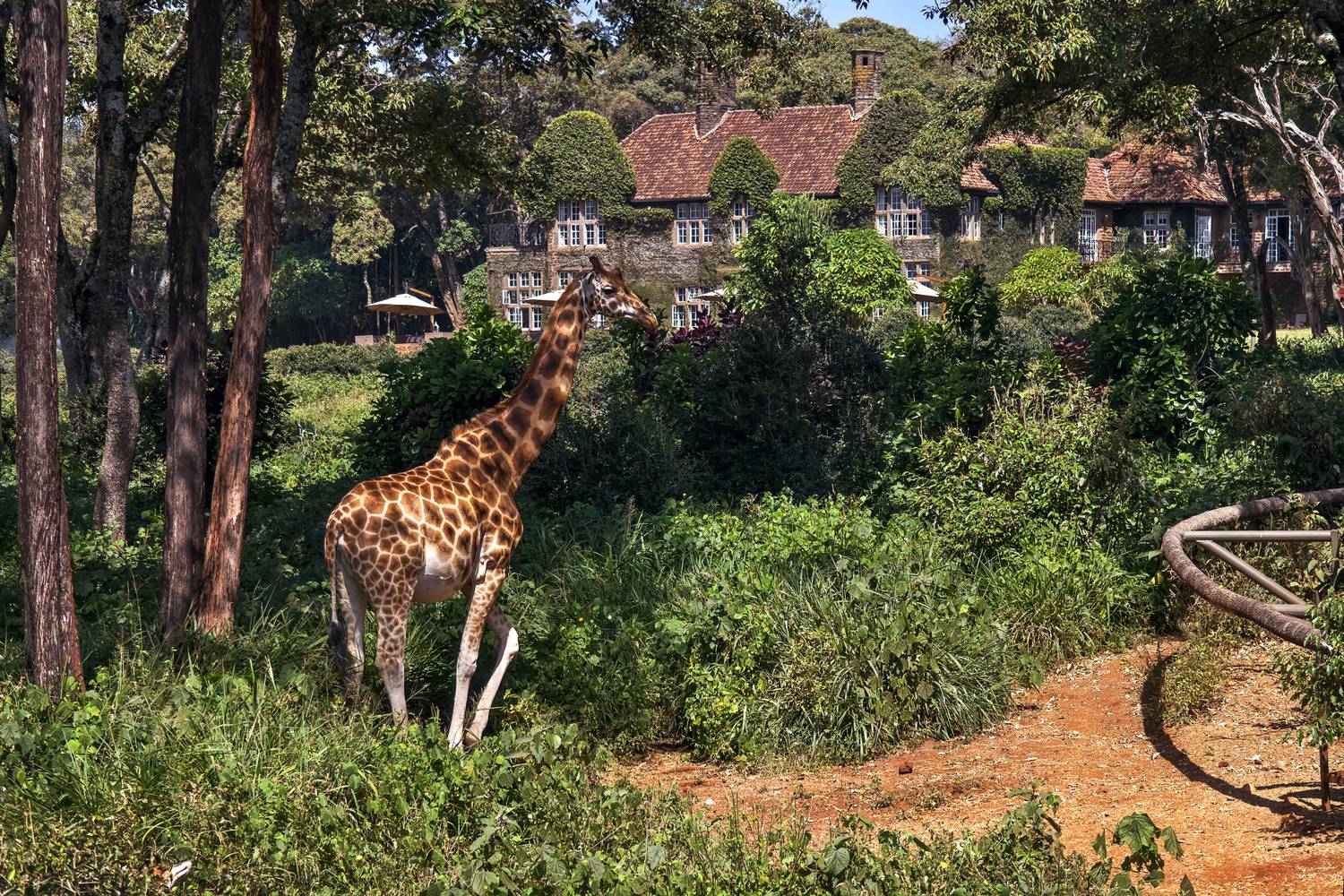 Mit szólnál, ha a szállásodhoz egy zsiráf is járna? Erről híres a Nairobi egyik zöldellő külvárosában lévő romantikus hotel, a Giraffe Manor.