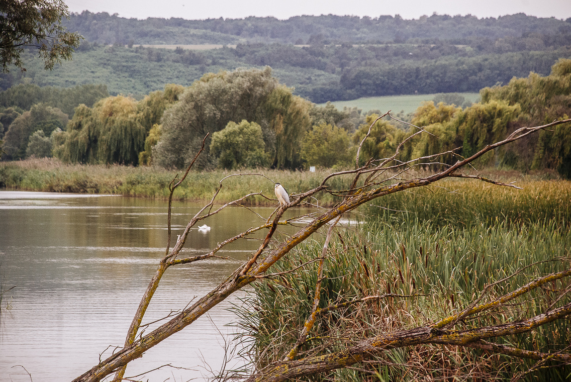 kis-balaton kiripolszky-csongor 20140806