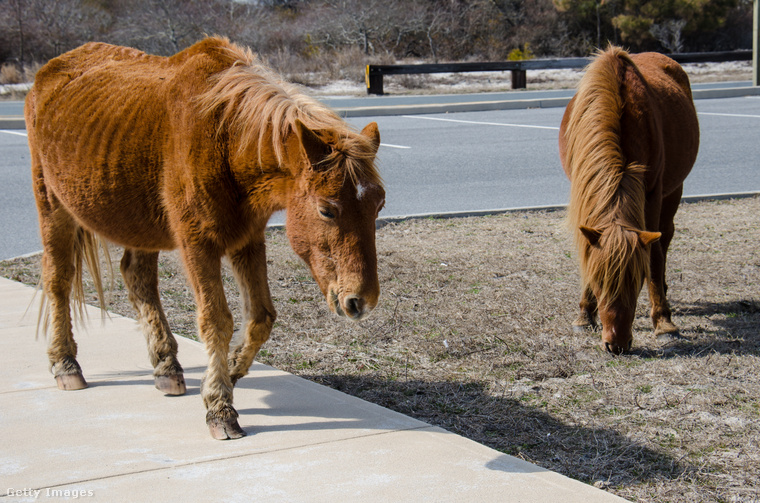 Assateague Beach – Vadlovak földje&nbsp;Az Egyesült Államok keleti partjainál fekvő Assateague Beach szigetén vadlovak élnek szabadon