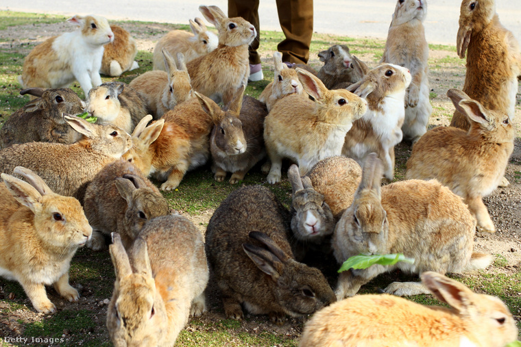 Ōkunoshima – Nyúl-sziget&nbsp;Az édes kis nyulak uralják Ōkunoshima szigetét Japánban, amelyet Nyúl-szigetnek is neveznek