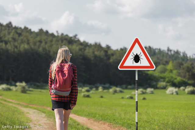 A vírust terjesztő kullancs nem csak Kínában él