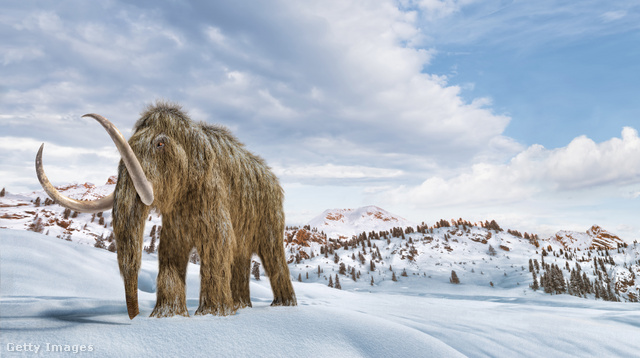 A gyapjas mamut az utolsó jégkorszak során halt ki