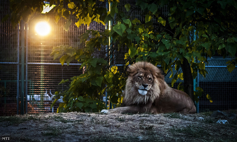 (Képünk illusztráció!) Hímoroszlán a Debreceni Állat- és Növénykertben az állatkertek éjszakáján 2013. augusztus 30-án.