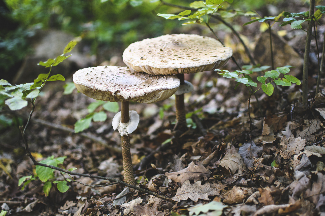 folly-arboretum-20170928-kt-3294-jpg-1