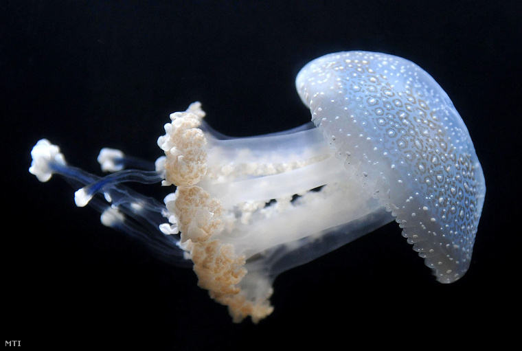 Pettyes gyökérszájú medúza