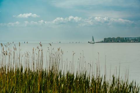 Ritka faj bukkant fel a Balatonnál, ami zsákmányát másoktól elrabolva szerzi meg