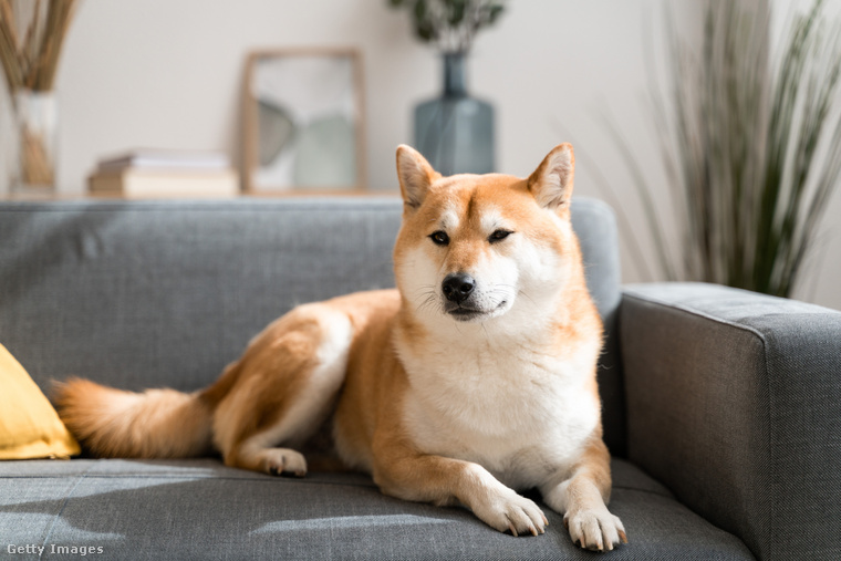 Shiba Inu&nbsp;Japánok kedvenc kutyája, a Shiba Inu, szintén remek választás elfoglalt gazdiknak