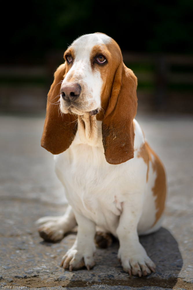 Basset hound&nbsp;A basset hound nyugodt természetű kutya, amely nem igényel intenzív mozgást