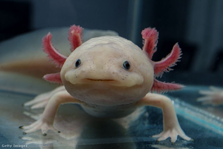 Axolotl. (Fotó: Iva Dimova / Getty Images Hungary)