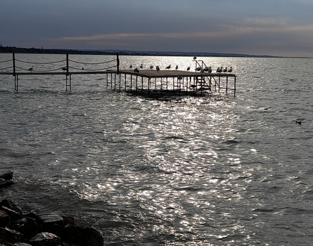 A sirályok nyár után is hűségesek maradnak a Balatonhoz