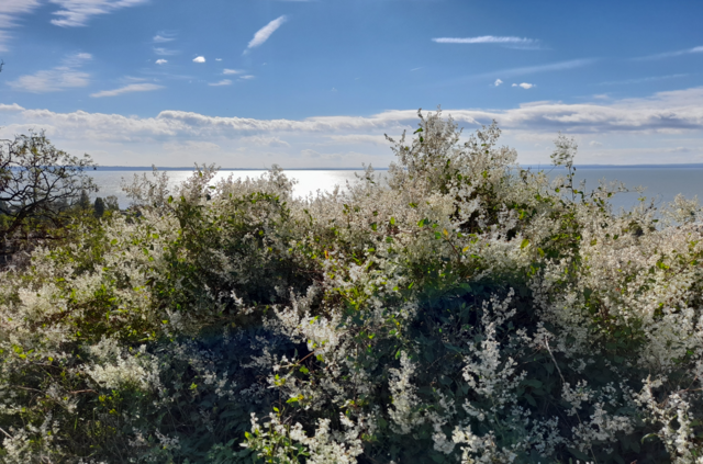 A vadsóska virágzása az őszt is széppé varázsolja a Balatonnál