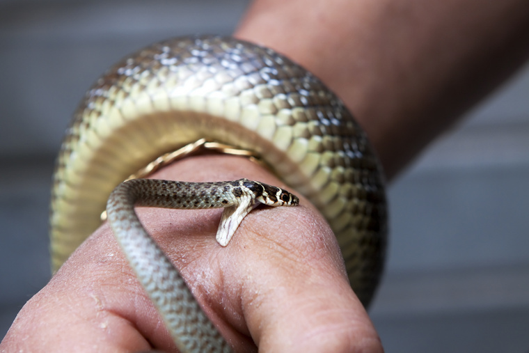 Boomslang-kígyó: egy halálos méreg, amely lassan öl&nbsp;A boomslang a hátsó agyarú kígyók családjába tartozik, és egyik legveszélyesebb mérgű kígyó a világon