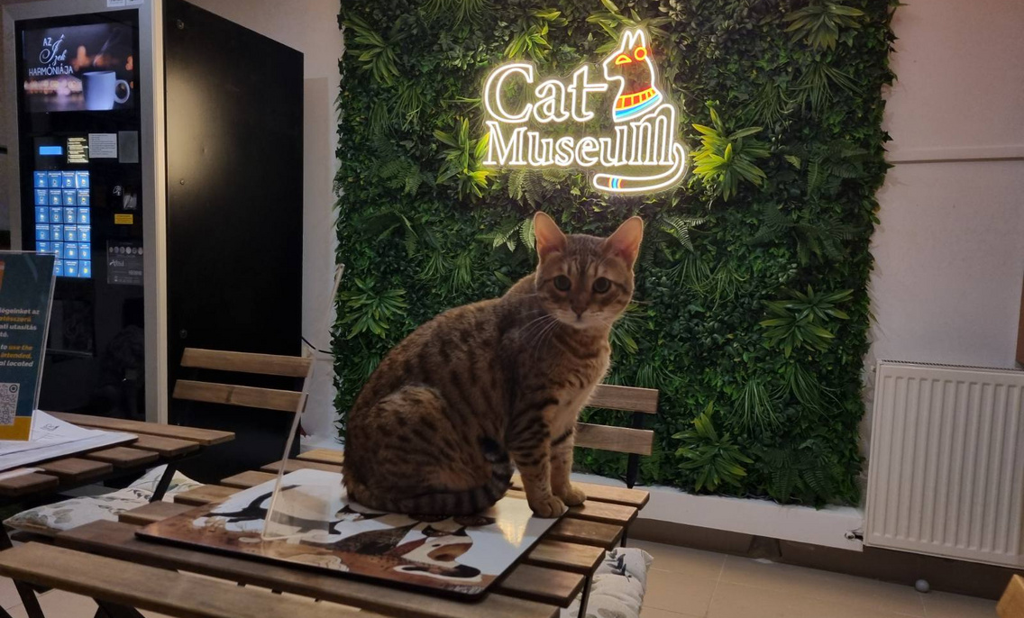 catmuseum2