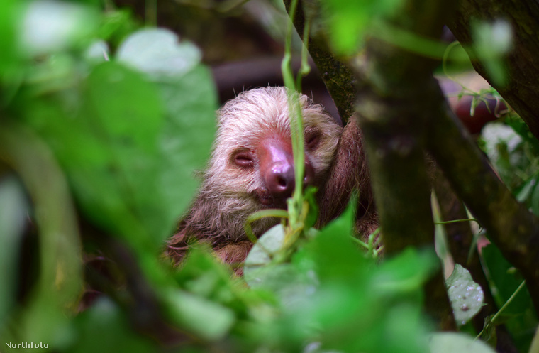 A Costa Rica-i erdőben ő mosolyog félálomban a lombok közül.