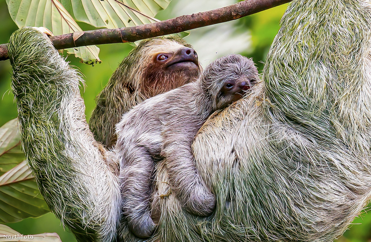 Costa Rica Heredia tartományának tizedik kantonjában örökítették meg az egymással lustálkodó anyát és kölykét.