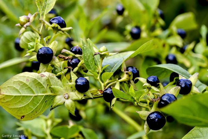 A belladonna nadragulya, különösen fekete bogyója súlyos hallucinogén, akár örökre elaltathatja azt, aki nem vigyáz vele